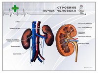Стенд "Строение почки человека" - fgospostavki.ru - Ивантеевка