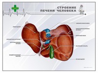 Стенд "Строение печени человека" - fgospostavki.ru - Ивантеевка