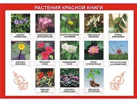 Таблица демонстрационная "Растения Красной книги" (винил 100*140) - fgospostavki.ru - Ивантеевка