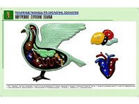 Рельефная таблица "Внутреннее строение голубя" (формат А1, матовое ламинирование) - fgospostavki.ru - Ивантеевка