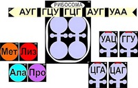 Модель-аппликация "Биосинтез белка" (ламинированная) - fgospostavki.ru - Ивантеевка