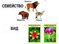 Модель-аппликация "Классификация растений и животных" (ламинированная) - fgospostavki.ru - Ивантеевка