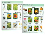 Коллекция "Семена и плоды" - fgospostavki.ru - Ивантеевка