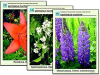 Гербарий фотографический "Основные группы растений" - fgospostavki.ru - Ивантеевка