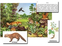 Магнитный плакат-аппликация "Лес: биоразнообразие и взаимосвязи в сообществе" - fgospostavki.ru - Ивантеевка