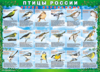 Комплект таблиц "Птицы России (4 листа)" (100х140 сантиметров, винил) - fgospostavki.ru - Ивантеевка