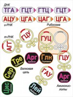 Модель-аппликация Биосинтез белка - fgospostavki.ru - Ивантеевка