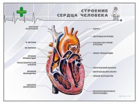 Стенд "Строение сердца человека" - fgospostavki.ru - Ивантеевка