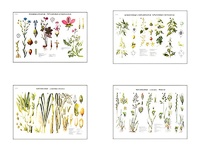 Плакаты ПРОФТЕХ "Систематика растений" (4 пл, винил, 70х100) - fgospostavki.ru - Ивантеевка