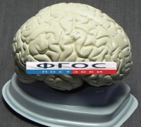 Модель "Мозг в разрезе" (белый) - fgospostavki.ru - Ивантеевка