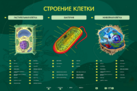 Электрифицированный стенд "Строение клетки" с маркерными полями - fgospostavki.ru - Ивантеевка