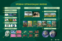 Электрифицированный стенд "Уровни организации жизни" - fgospostavki.ru - Ивантеевка