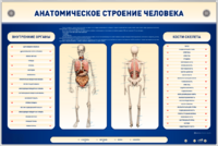 Электрифицированный стенд-тренажер c макетом скелета "Анатомическое строение человека" - fgospostavki.ru - Ивантеевка