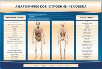 Электрифицированный стенд-тренажер c макетом скелета "Анатомическое строение человека" - fgospostavki.ru - Ивантеевка
