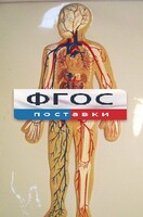 Модель барельефная "Кровеносная система человека" - fgospostavki.ru - Ивантеевка