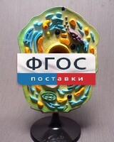 Модель "Клетка растения" - fgospostavki.ru - Ивантеевка