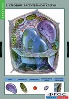 Комплект таблиц. Биология. Вещества растений. Клеточное строение. - fgospostavki.ru - Ивантеевка