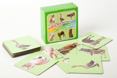 Набор магнитных карточек "Устный счет" (фон зеленый) - fgospostavki.ru - Ивантеевка