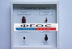 Коллекция "Семейство жуков" - fgospostavki.ru - Ивантеевка