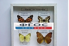 Коллекция "Семейство бабочек" - fgospostavki.ru - Ивантеевка