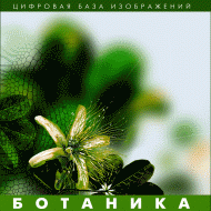 Ботаника. (Цифровая база изображений) - fgospostavki.ru - Ивантеевка