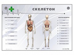 Электрифицированный стенд-тренажер "Скелетон" - fgospostavki.ru - Ивантеевка