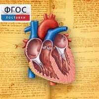 Анатомия (Цифровой атлас школьника) - fgospostavki.ru - Ивантеевка
