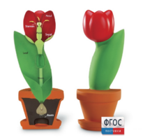 Модель цветка - fgospostavki.ru - Ивантеевка