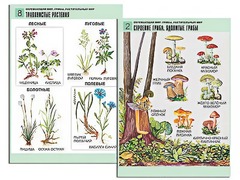 Комплект таблиц "Окружающий мир. Грибы. Растительный мир" (12 таблиц, А1, ламинированные) - fgospostavki.ru - Ивантеевка