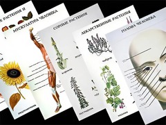 Таблицы по природоведению 1-3 класс (46 штук, формат А2) - fgospostavki.ru - Ивантеевка