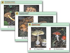 Комплект таблиц раздаточных "Грибы съедобные и несъедобные" (цветные, ламинированные, А4, 8 штук) - fgospostavki.ru - Ивантеевка