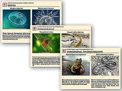 Комплект таблиц раздаточных "Ядовитые животные" - fgospostavki.ru - Ивантеевка