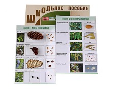 Коллекция "Шишки, плоды, семена деревьев и кустарников" - fgospostavki.ru - Ивантеевка