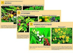 Гербарий фотографический "Ядовитые растения" - fgospostavki.ru - Ивантеевка