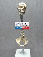 Модель "Позвоночник с черепом и тазом" - fgospostavki.ru - Ивантеевка