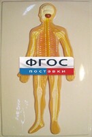 Модель барельефная "Нервная система человека" - fgospostavki.ru - Ивантеевка