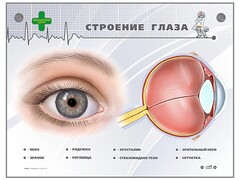 Интерактивный стенд "Строение глаза" - fgospostavki.ru - Ивантеевка