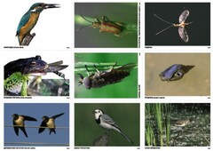 Комплект таблиц Природные зоны России. Сообщества (комплект 18 таблиц) - fgospostavki.ru - Ивантеевка