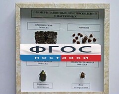 Коллекция энтомологическая "Примеры защитных приспособлений у насекомых" - fgospostavki.ru - Ивантеевка