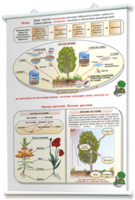 Плакаты по природоведению 2-3 классы. Для оформления кабинета. - fgospostavki.ru - Ивантеевка