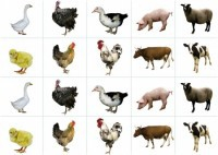 Комплект карточек "Запоминай, играй, считай" - Домашние животные - fgospostavki.ru - Ивантеевка