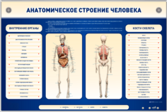 Электрифицированный стенд-тренажер c макетом скелета "Анатомическое строение человека" - fgospostavki.ru - Ивантеевка