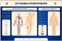 Электрифицированный стенд-тренажер "Остановка кровотечения" - fgospostavki.ru - Ивантеевка
