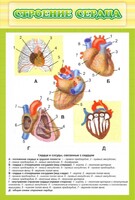 Стенд "Строение сердца" - fgospostavki.ru - Ивантеевка