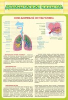 Стенд "Дыхательная система" - fgospostavki.ru - Ивантеевка