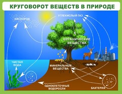 Стенд "Круговорот веществ" - fgospostavki.ru - Ивантеевка