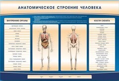 Электрифицированный стенд-тренажер c макетом скелета "Анатомическое строение человека" - fgospostavki.ru - Ивантеевка