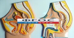 Модель барельефная "Таз мужской и таз женский" - fgospostavki.ru - Ивантеевка