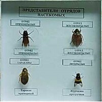Коллекция энтомологическая "Представители отряда насекомых" - fgospostavki.ru - Ивантеевка