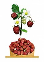 Комплект карточек "Запоминай, играй, считай" - Ягоды - fgospostavki.ru - Ивантеевка